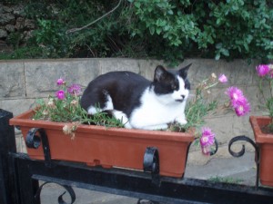 katze im blumenkübel