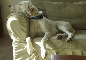 hund pointer schläft auf dem sofa