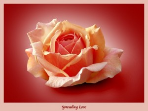 Rose als Symbol der Liebe