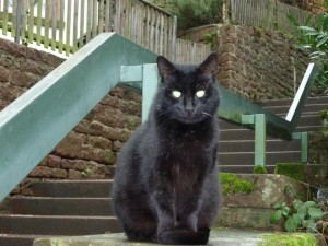 dicker schwarzer kater