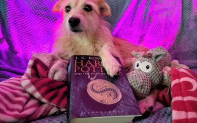 Hündin Kiki liest Harry Potter