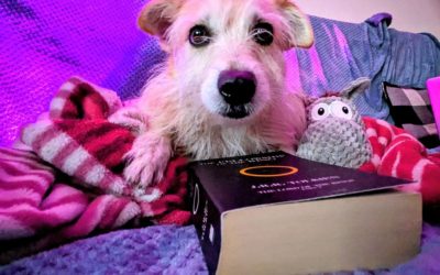 Hund Kiki liest Der Herr der Ringe