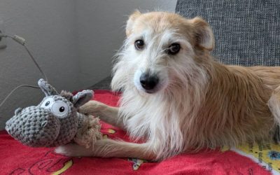 Kikis Abenteuer: Meine Freundin Nilüfer Nilpferd-Esel