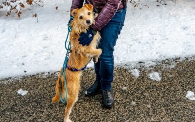 Kikis Abenteuer: Wie ich beinahe mein Pfötchen verloren hätte!